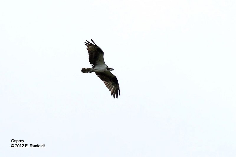 15 Sept-Osprey.jpg
